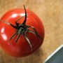 Rischio salmonella a Bari, Asl vieta pomodori freschi in mense nidi, scuole e Rsa