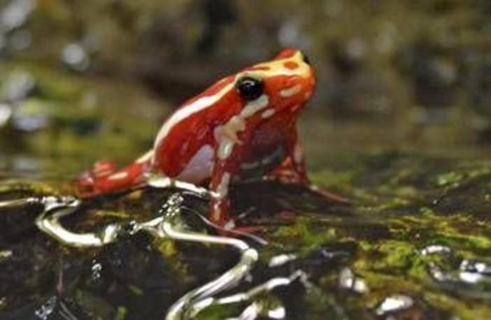 Epibatidina, tossina della rana freccia: cos'è il veleno che potrebbe aver ucciso Navalny Epibatidina, tossina della rana freccia: cos'è il veleno che potrebbe aver ucciso Navalny