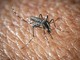L'Oms lancia l'allarme, il virus West Nile cresce in Europa, 21 casi in Italia L'Oms lancia l'allarme, il virus West Nile cresce in Europa, 21 casi in Italia