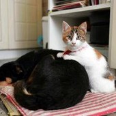 Botti e fuochi d'artificio, come proteggere cani e gatti da stress e rischi