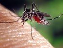 Caso di West Nile a Cogoleto, nei comuni del levante savonese per ora nessun intervento preventivo: "Se avremo comunicazioni ci attiveremo con le disinfestazioni" Caso di West Nile a Cogoleto, nei comuni del levante savonese per ora nessun intervento preventivo: "Se avremo comunicazioni ci attiveremo con le disinfestazioni"