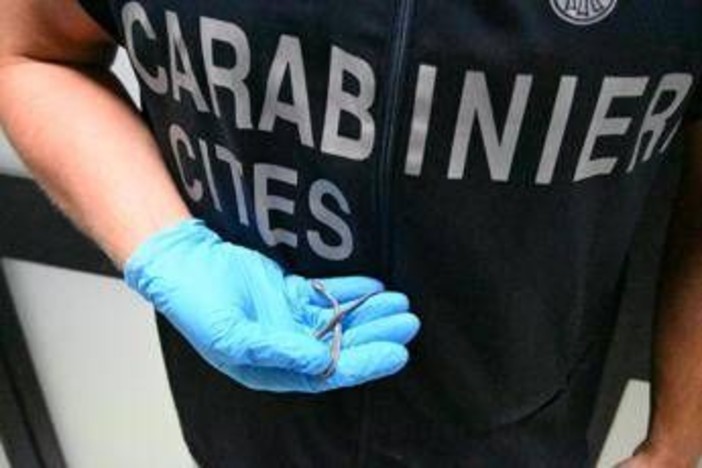 Palermo, fermento all'aeroporto: trovato piccolo serpente sul volo da Lampedusa