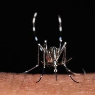 Da zecche a zanzare rischio virus in vacanza, Bassetti: "Non solo in Paesi esotici"