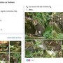 Cucciolo di ocelot al Parco Faunistico La Torbiera, il lieto evento vola sul web