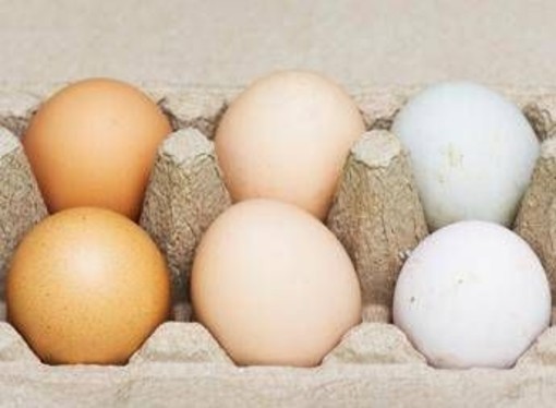 Uova bianche o marroni, quali sono migliori? Ecco cosa dice la scienza