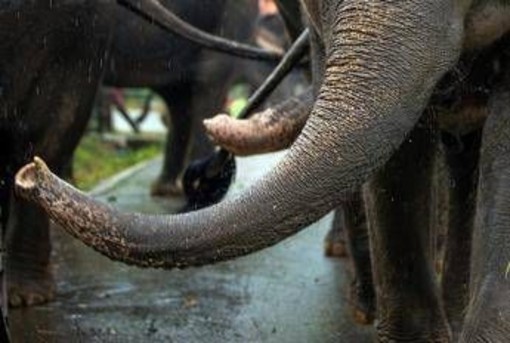 India, elefante dipinto di rosa muore 5 mesi dopo: gogna social per la fotografa russa India, elefante dipinto di rosa muore 5 mesi dopo: gogna social per la fotografa russa