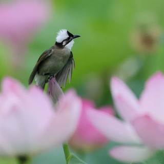 Cina, stretta sulla caccia illegale agli uccelli e i reati contro fauna selvatica