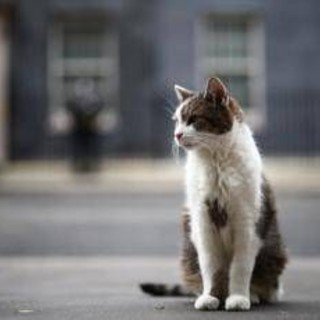 Gatto Larry compie 15 anni di servizio, è Chief Mouser a Downing Street