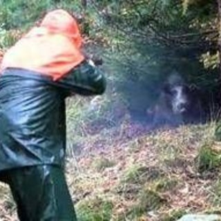 Partecipa a battuta di caccia al cinghiale ma l'animale lo carica alle spalle: cacciatore in ospedale