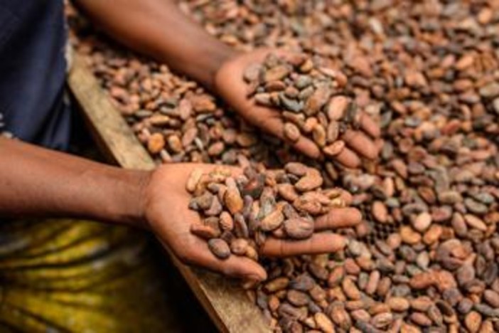 Alimenti, Icam presenta bilancio di sostenibilità 2025: la filiera del cacao che crea valore Alimenti, Icam presenta bilancio di sostenibilità 2025: la filiera del cacao che crea valore