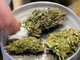 Manovra, cannabis light torna legale ma con 'super imposta' del 40% Manovra, cannabis light torna legale ma con 'super imposta' del 40%