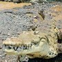 Brisbane 2032, ok al fiume dei coccodrilli: gare di canottaggio si faranno sul Fitzroy Brisbane 2032, ok al fiume dei coccodrilli: gare di canottaggio si faranno sul Fitzroy