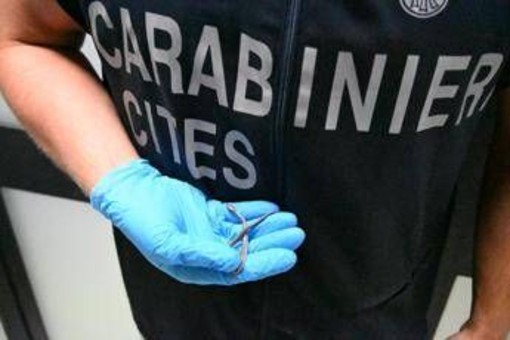 Palermo, fermento all'aeroporto: trovato piccolo serpente sul volo da Lampedusa Palermo, fermento all'aeroporto: trovato piccolo serpente sul volo da Lampedusa