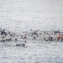 Migranti a Ceuta, Ue: "Solidali con la Spagna e cordoglio per le vittime" Migranti a Ceuta, Ue: "Solidali con la Spagna e cordoglio per le vittime"