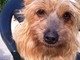 Finale Ligure, smarrito lo yorkshire Walter Finale Ligure, smarrito lo yorkshire Walter