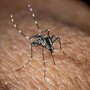 Usutu in Italia, un altro virus trasmesso dalle zanzare: i sintomi Usutu in Italia, un altro virus trasmesso dalle zanzare: i sintomi