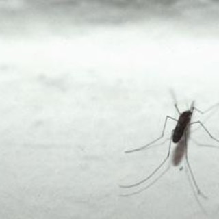 Malaria tornerà in Italia? L'esperto: &quot;No allarme ma guardia alta&quot;
