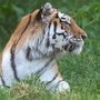 Scavalca il recinto e viene sbranato da una tigre allo zoo: tragedia nello Yorkshire
