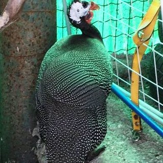 Recuperato grosso volatile, Enpa: "Chi lo ha perduto?"