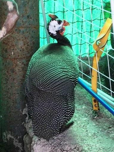 Recuperato grosso volatile, Enpa: "Chi lo ha perduto?" Recuperato grosso volatile, Enpa: "Chi lo ha perduto?"