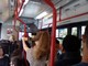 Ritardi e bus sovraffollati sulla linea Andora - Finale Ligure di TPL Linea: la segnalazione di una cittadina Ritardi e bus sovraffollati sulla linea Andora - Finale Ligure di TPL Linea: la segnalazione di una cittadina
