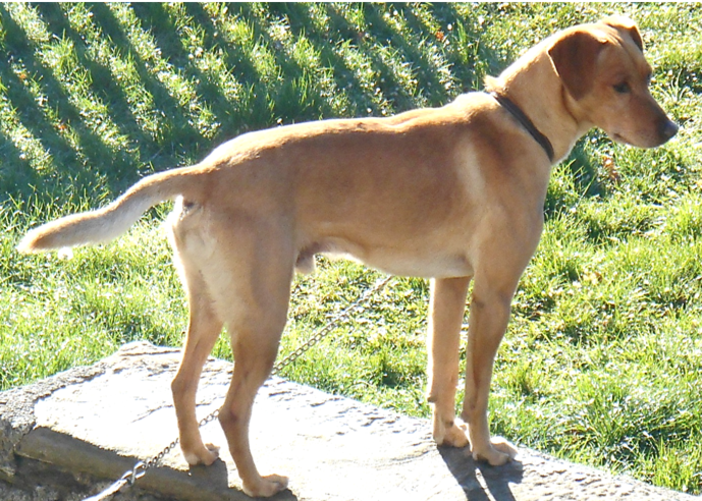 Cane meticcio dispeso a Stella: appello dei proprietari per ritrovarlo