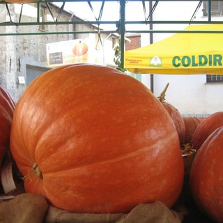 Coldiretti Savona: progetto "... Adotta un seme della zucca di Rocchetta"