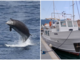 Straordinario avvistamento nel Santuario dei Cetacei: uno Zifio salta dalle acque del Mar Ligure Straordinario avvistamento nel Santuario dei Cetacei: uno Zifio salta dalle acque del Mar Ligure