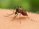 Un caso sospetto di zanzara positiva al West Nile in Liguria, lunedì tavolo tecnico in Regione Un caso sospetto di zanzara positiva al West Nile in Liguria, lunedì tavolo tecnico in Regione