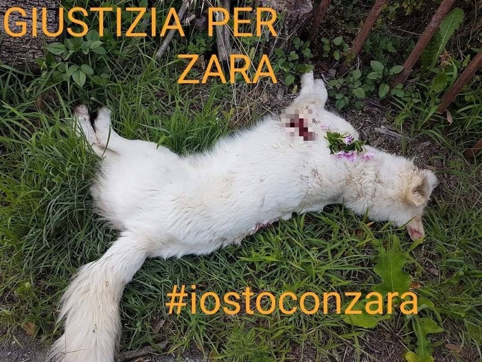 Foto dalla pagina Facebook 'Ospiti del canile di Albenga - Fiduciariato ENPA' Foto dalla pagina Facebook 'Ospiti del canile di Albenga - Fiduciariato ENPA'