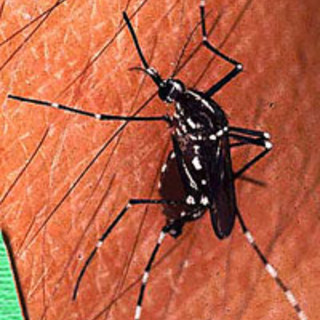 Zanzara tigre: massima allerta nella provincia di Savona