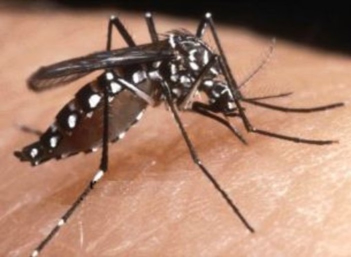 Allerta zanzare in Liguria, le provincie di Imperia e Savona le più infestate Allerta zanzare in Liguria, le provincie di Imperia e Savona le più infestate