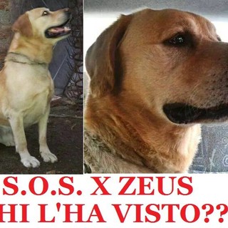 Loano, diamo una mano al labrador Zeus a tornare a casa Loano, diamo una mano al labrador Zeus a tornare a casa
