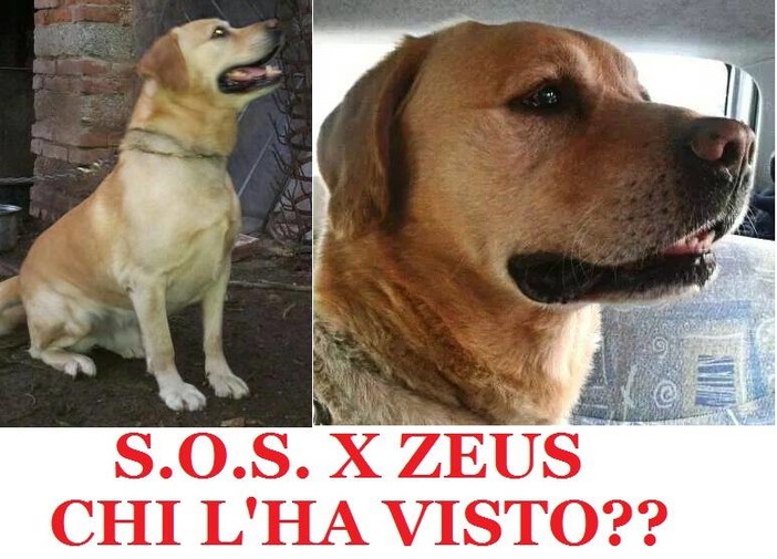 Loano, diamo una mano al labrador Zeus a tornare a casa Loano, diamo una mano al labrador Zeus a tornare a casa