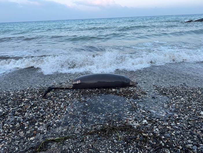 Ceriale, zifio spiaggiato sul litorale in avanzato stato di decomposizione