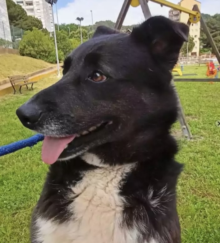 Zaira cerca una casa, è desiderosa di coccole e carezze Zaira cerca una casa, è desiderosa di coccole e carezze