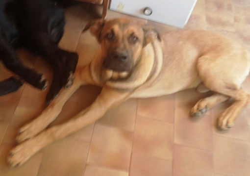 I due "cagnoni" Zara e Zeus cercano una nuova casa: appello dell'Enpa di Savona