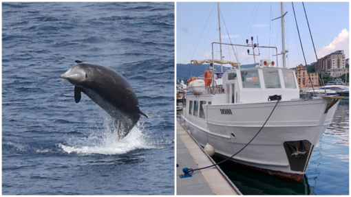Straordinario avvistamento nel Santuario dei Cetacei: uno Zifio salta dalle acque del Mar Ligure Straordinario avvistamento nel Santuario dei Cetacei: uno Zifio salta dalle acque del Mar Ligure
