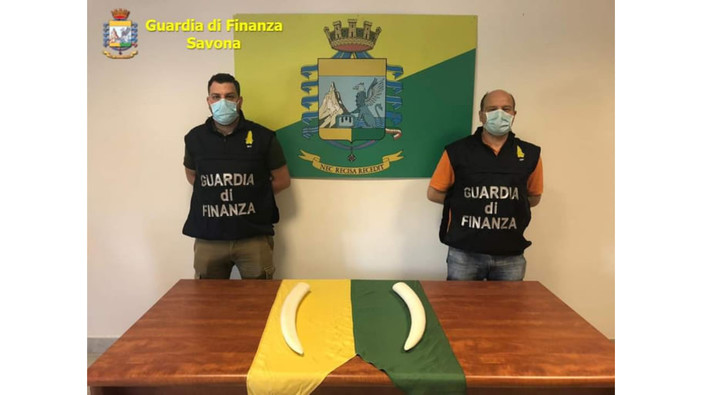 Varazze, la Finanza sequestra due zanne di elefante: erano detenute illegalmente da un savonese Varazze, la Finanza sequestra due zanne di elefante: erano detenute illegalmente da un savonese