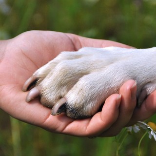 Cagnolino rimane chiuso in macchina: intervento dei vigili del fuoco a Toirano