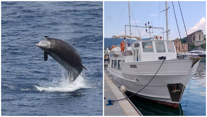 Straordinario avvistamento nel Santuario dei Cetacei: uno Zifio salta dalle acque del Mar Ligure