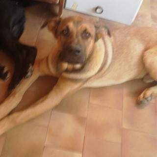 I due "cagnoni" Zara e Zeus cercano una nuova casa: appello dell'Enpa di Savona