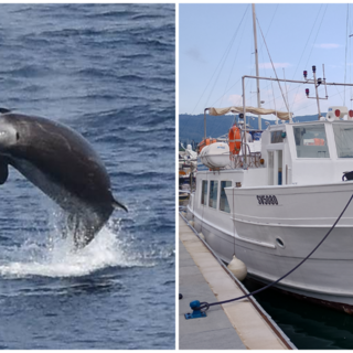 Straordinario avvistamento nel Santuario dei Cetacei: uno Zifio salta dalle acque del Mar Ligure Straordinario avvistamento nel Santuario dei Cetacei: uno Zifio salta dalle acque del Mar Ligure