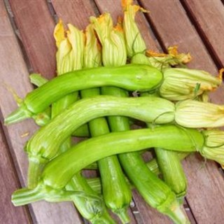 Zucchina trombetta Zucchina trombetta