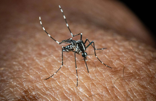 West Nile, a Finale il secondo caso di infezione nel Savonaese West Nile, a Finale il secondo caso di infezione nel Savonaese
