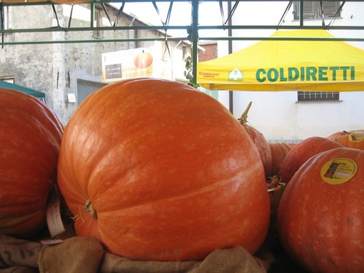 Coldiretti Savona: progetto "... Adotta un seme della zucca di Rocchetta"