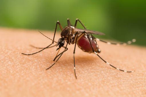 West Nile, il virus continua a circolare: l'attenzione resta alta anche in Liguria West Nile, il virus continua a circolare: l'attenzione resta alta anche in Liguria