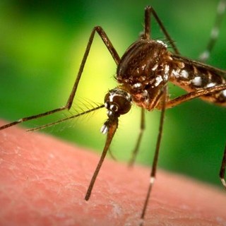 Spotorno, la minoranza chiede prevenzione contro la nidificazione delle zanzare in città