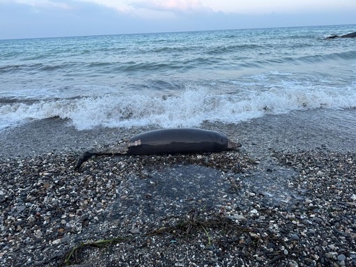 Ceriale, zifio spiaggiato sul litorale in avanzato stato di decomposizione Ceriale, zifio spiaggiato sul litorale in avanzato stato di decomposizione