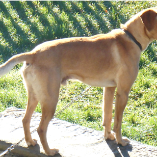 Cane meticcio dispeso a Stella: appello dei proprietari per ritrovarlo